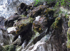 Begonia cf. rabilii on exposed limestone rocks, Doi Pha Tang, Chiang Rai, Thailand.