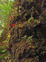 Begonia cf. rabilii on vertical mossy cliff, Doi Pha Tang, Chiang Rai, Thailand