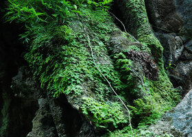 Begonia cf. saxifragifolia, dense population of green and brown patches of unifoliate individuals covering a seeping limestone rock, Khao Sok NP, Thailand