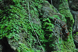 Begonia cf. saxifragifolia, dense population of green and brown patches of unifoliate individuals covering a vertical seeping limestone rock, Khao Sok NP, Thailand
