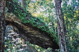 Begonia cf. martabanica covering a ledge rock surface, Phnom Kulen NP, Siem Reap, Cambodia