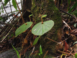 Begonia prolifera, prominent spheric bulbils at junction of petiole and blade, Ngao waterfall, Ranong, Thailand