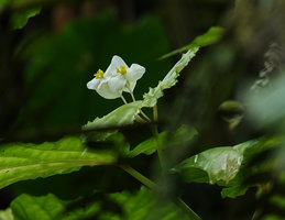 Begonia weigallii female flowers at anthesis, Imbu Rano, Kolombangara, Solomon Islands