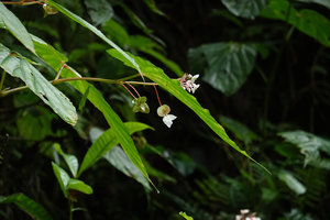 Begonia weigallii female flowers, Imbu Rano, Kolombangara, Solomon Islands