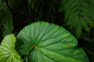 Begonia weigallii, hydathodes excreting water, Imbu Rano, Kolombangara, Solomon Islands