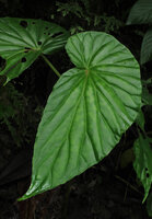 Begonia weigallii, leaf, Imbu Rano, Kolombangara, Solomon Island