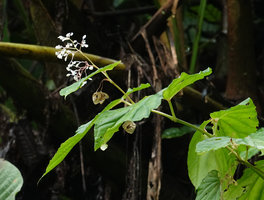 Begonia weigallii, male inflorescence and mature capsules, Imbu Rano, Kolombangara, Solomon Islands