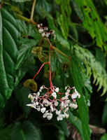 Begonia weigallii, male inflorescence and maturing fruits, Imbu Rano, Kolombangara, Solomon Islands
