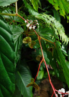 Begonia weigallii,, male inflorescences and maturing capsules, Imbu Rano, Kolombangara, Solomon Islands