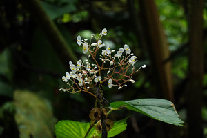 Begonia weigallii, male two tepaled flowers, Imbu Rano, Kolombangara, Solomon Islands