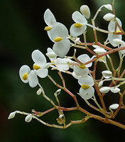 Begonia weigallii, two tepaled male flowers at anthesis, Imbu Rano, Kolombangara, Solomon Islands