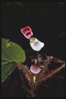Begonia ciliobracteata, male flowers with upper perianth segment bright pink and lower one pure white, Campo, Cameroun