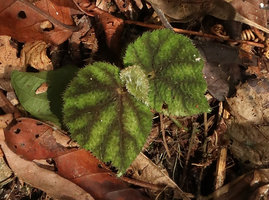 Begonia conipila, leaves covered by hirsute hairs, Gunung Mulu NP, Sarawak, Borneo