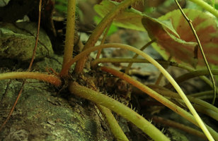 Begonia coriacea, creeping rhizomatous stem fixed by adventitious roots at the rock surface, Lowo Cave, Trenggalek, Java