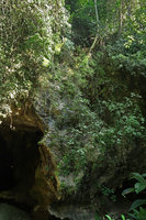 Begonia coriacea, dense population covering the limestone rocks near the cave entrance, Lowo Cave, Trenggalek, Java