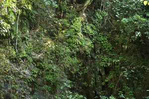 Begonia coriacea, dense population covering the vertical limestone rocks near the cave entrance, Lowo Cave, Trenggalek, Java