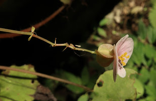 Begonia coriacea, female flower, Lowo Cave, Trenggalek, Java