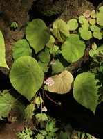 Begonia coriacea, flowering individual, Lowo Cave, Trenggalek, Java
