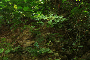 Begonia coriacea in limestone rocky habitat, Lowo Cave, Trenggalek, Java