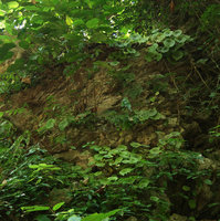 Begonia coriacea in vertical limestone outcrops habitat, Lowo Cave, Trenggalek, Java