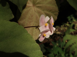 Begonia coriacea, male flowers with fringed tepals, Lowo Cave, Trenggalek, Java