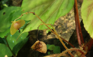 Begonia coriacea, one maturing fruit with turgescent peduncle and one ripe capsular fruit with dried distal part of the peduncle allowing incensory wind dispersal of the seeds, Lowo Cave, Trenggalek, Java