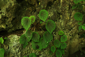 Begonia coriacea, the form with brown red anthocyanic areas along the main veins, Lowo Cave, Trenggalek, Java