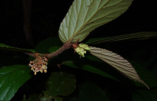 Begonia danumensis, hairy stem and two female flowers at the top, male part of inflorescence with tiny flowers at the lower node, Danum Valley, Sabah, Borneo