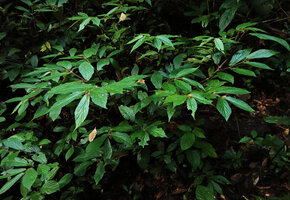 Begonia danumensis in forest understory, Danum Valley, Sabah, Borneo
