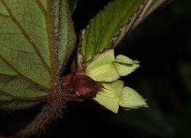 Begonia danumensis, two female flowers, Danum Valley, Sabah, Borneo