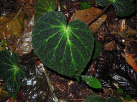 Begonia decora, brown bullate leaves, Cameron Highlands, Malaysia