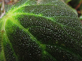 Begonia decora, leaf surface, Cameron Highlands, Malaysia