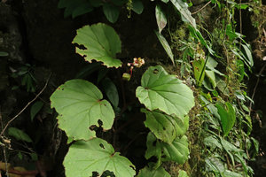 Begonia divergens, flowering individual, basally diverging veins, Gunung Mulu NP, Sarawak, Borneo