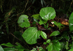 Begonia divergens, flowering individual, Gunung Mulu NP, Sarawak, Borneo