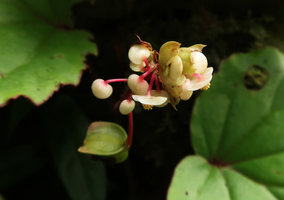 Begonia divergens, male flowers and maturing fruit, Gunung Mulu NP, Sarawak, Borneo