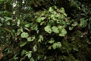 Begonia divergens on a mossy limestone boulder, Gunung Mulu NP, Sarawak, Borneo