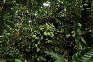 Begonia divergens, population on limestone boulder, Gunung Mulu NP, Sarawak, Borneo