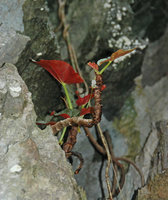 Begonia elnidoensis, anthocyanic red leaf undersurface form, El Nido, Palawan, Philippines