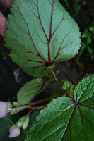 Begonia engleri, deeply impressed red veins emerging on the lower surface of the leaf blade, East Usambara Mts, 400 m asl, Tanzania