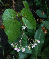 Begonia engleri, inflorescence with male and female flowers, East Usambara Mts, 400 m asl, Tanzania