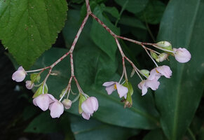 Begonia engleri, male and female flowers, East Usambara Mts, 400 m asl, Tanzania