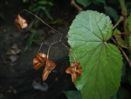Begonia engleri, mature capsular fruits, the distally dried and downwards curved peduncle allows efficient incensory wind dispersal of the dusty seeds, East Usambara Mts, 400 m asl, Tanzania