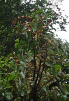 Begonia engleri, tall flowering and fruiting individual at the top of a rock, East Usambara Mts, 500 m asl, Tanzania