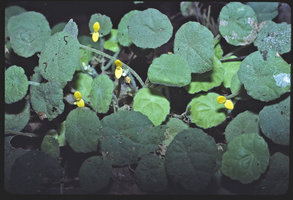 Begonia ferramica blooming on iron rich ferrallitic rock, Belinga, Gabon