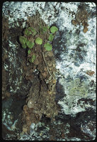 Begonia ferramica on iron rich ferrallitic rock, Belinga, Gabon