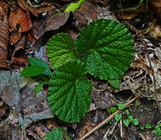 Begonia galeolepis, almost symmetric orbicular slightly bullate and plicate leaves, Uraur, Kairatu, Seram, Moluccas