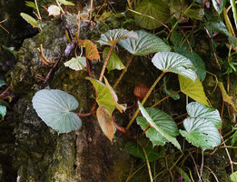 Begonia galeolepis, a plant creeping on a karst boulder with quite short internodes and long petioles, Saleman, Seram, Moluccas