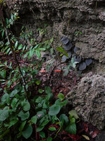 Begonia galeolepis, black leaved individual above a green one on karst cliff base, Seram, Moluccas