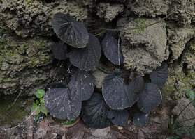 Begonia galeolepis, black leaved individual included in the karst cliff base, Seram, Moluccas