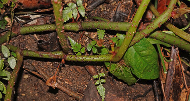 Begonia galeolepis, creeping stem and petioles covered with flat scaly red hairs and fruit, Seram, Moluccas